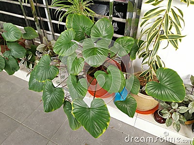 Close shot of hosta plantaginea houseplant Stock Photo