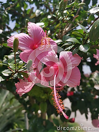 Image of hybrids hibiscus rosa-sinenis flower Stock Photo