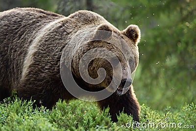 Close shot of large male brown bear Stock Photo