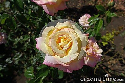 Close shot of light yellow and pink flower of Peace rose in August Stock Photo