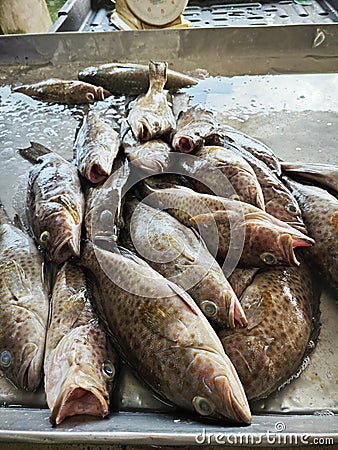 lots of epinephelus marginatus fishes on the ice tray. Stock Photo