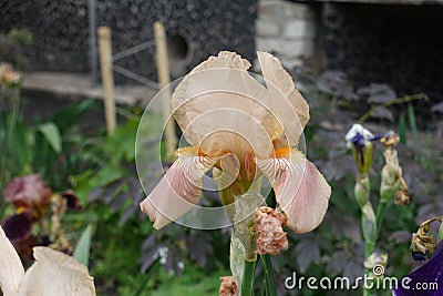 Close shot of pale orange flower of bearded iris Stock Photo