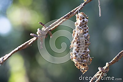 Close shot of paper wasp bees and nest on the rusted barbwired. Stock Photo