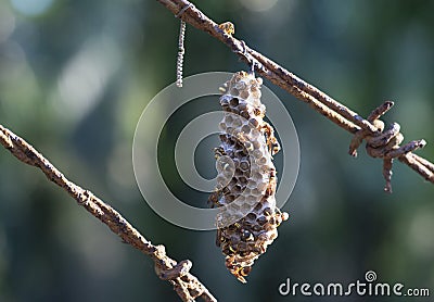 Close shot of paper wasp bees and nest on the rusted barbwired. Stock Photo