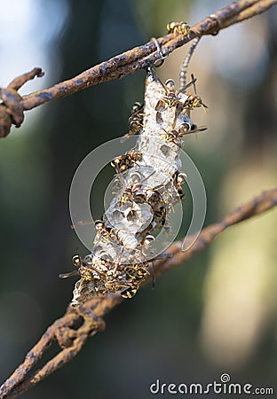 Close shot of paper wasp bees and nest on the rusted barbwired. Stock Photo