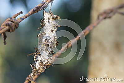 Close shot of paper wasp bees and nest on the rusted barbwired. Stock Photo