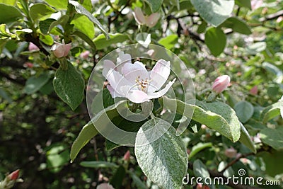 Close shot of pinkish white flowers of quince in May Stock Photo