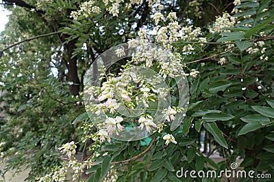 Close shot of raceme of flowers of Sophora japonica Stock Photo