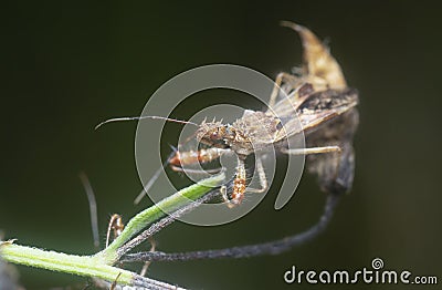Close shot of the Spined Assassin Bug Stock Photo