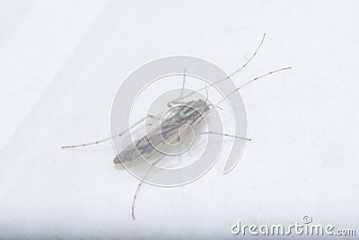 close shot of the tiny chironomus midge. Stock Photo