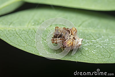 close shot of tiny orange-colored bird dung spider. Stock Photo