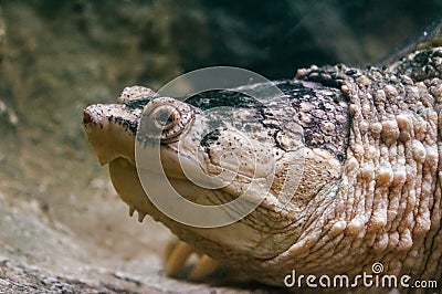 Close-up of turtle in zoo Stock Photo