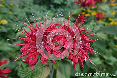 Close shot of two red flowers of monarda in mid August Stock Photo