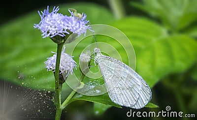 Close shot of white lycaenidae butterfly Stock Photo