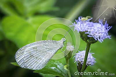 Close shot of white lycaenidae butterfly Stock Photo