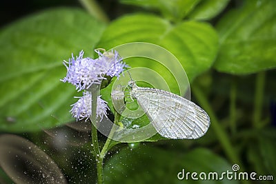 Close shot of white lycaenidae butterfly Stock Photo