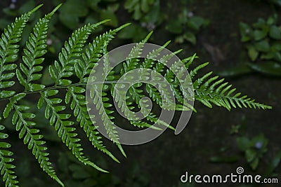 Close shot of the wild athyrium filix-femina or Squirrel`s foot fern. Stock Photo