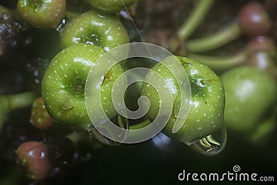 Close shot of the wild ficus fistulosa fruit Stock Photo