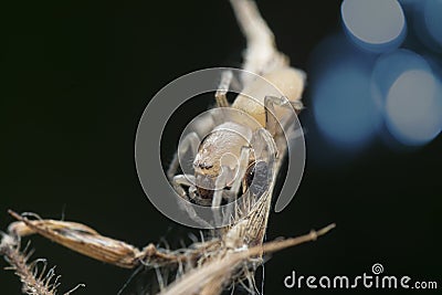 Young lymph Orb Weaver Spider on the twig Stock Photo