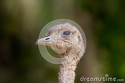 Close side view ostrich struthio camelus head in sunlight Stock Photo