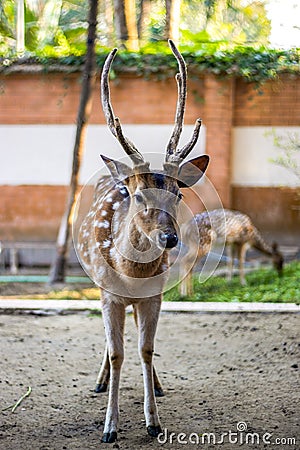 A close standing deer inside of a zoo Stock Photo