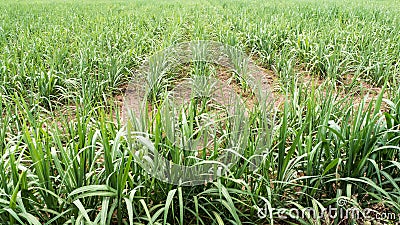 Close sugarcane seedlings. Stock Photo