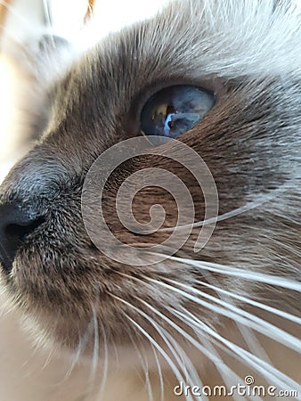 Close sweet cat Stock Photo