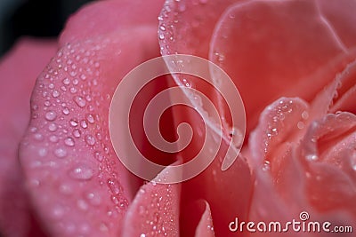 Close Tenderness Pink Rose. Rose Macro Closeup Stock Photo