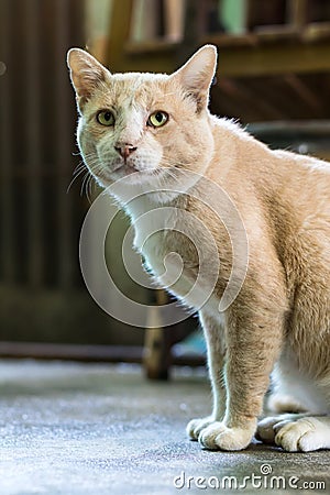 Thai brown cat sits staring. Stock Photo