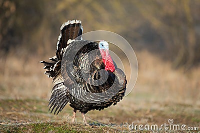 Turkey cock on grass at village courtyard Stock Photo