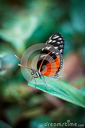 Close u shot of a butterfly sitting on a leaf Stock Photo