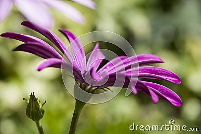 Close uo chalice of purple daisy Stock Photo