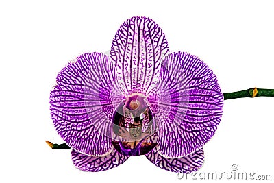 Isolated Single Violet Phalaenopsis Orchid and Stem Stock Photo