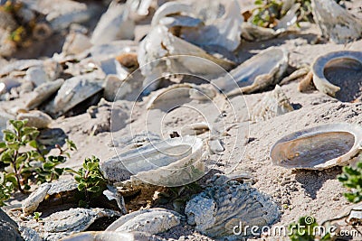Close up of abalone shells on a beach Stock Photo