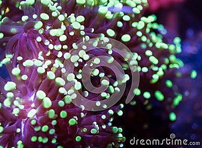 Abstract frogspawn euphullia coral Stock Photo