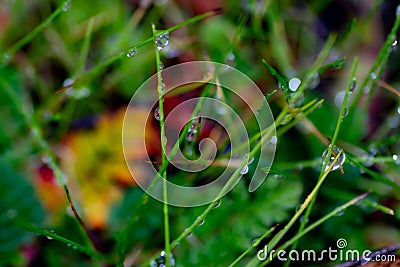 Abstract grass with rain drops Stock Photo