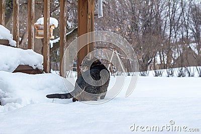 Tabby cat exploring deep new snow after a blizzard Stock Photo