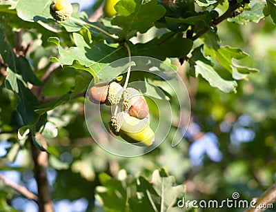 Close up acorn hanging on tree in end of summer autumn Stock Photo