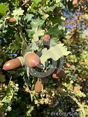 Mighty oaks from tiny acorns grow Stock Photo