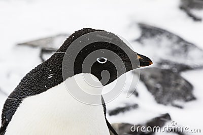 A close up of an Adelie Penguin head Stock Photo