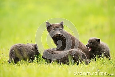 Close-up of an adult Arctic fox with cubs Stock Photo