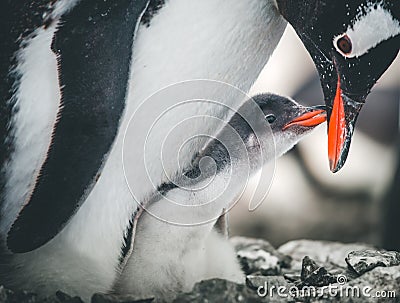 Close-up adult and baby penguins. Antarctica. Stock Photo