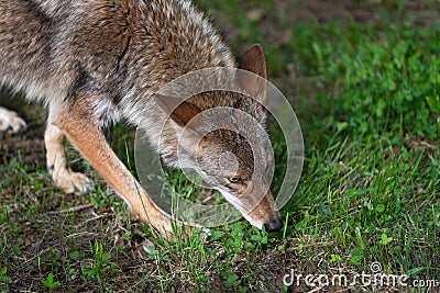 Close Up of Adult Coyote Canis latrans Sniffing Through Grass Summer Stock Photo