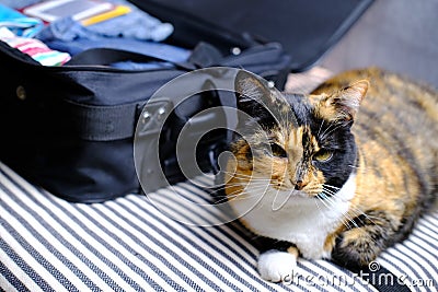 Close-up of adult domestic female cat of dark color lying freely on sofa near an open suitcase with things, concept of vacation Stock Photo