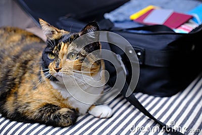 Close-up of adult domestic female cat of dark color lying freely on sofa near an open suitcase with things, concept of vacation Stock Photo