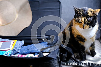 Close-up of adult domestic female cat of dark color lying freely on sofa near an open suitcase with things, concept of vacation Stock Photo