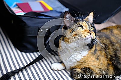 Close-up of adult domestic female cat of dark color lying freely on sofa near an open suitcase with things, concept of vacation Stock Photo