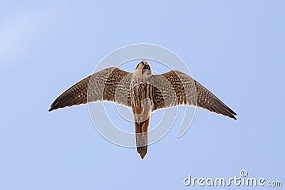 Close-up of adult Eurasian Hobby falcon Falco subbuteo flying, Stock Photo