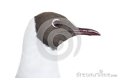 Close-up on a Adult summer plumage, black-headed gull head, Chroicocephalus ridibundus Stock Photo