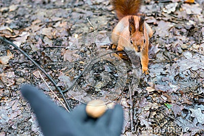 Close up of adults hand feeding squirrel forest Stock Photo